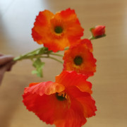Vlčí máky,  textilní dekorace, květina oranžová - žíhaná 60cm